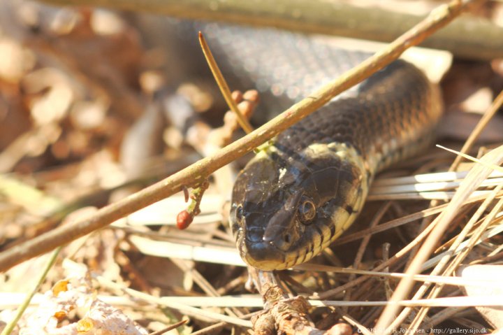 Grass snake