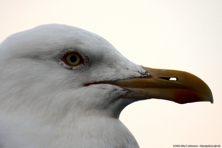 Seagull