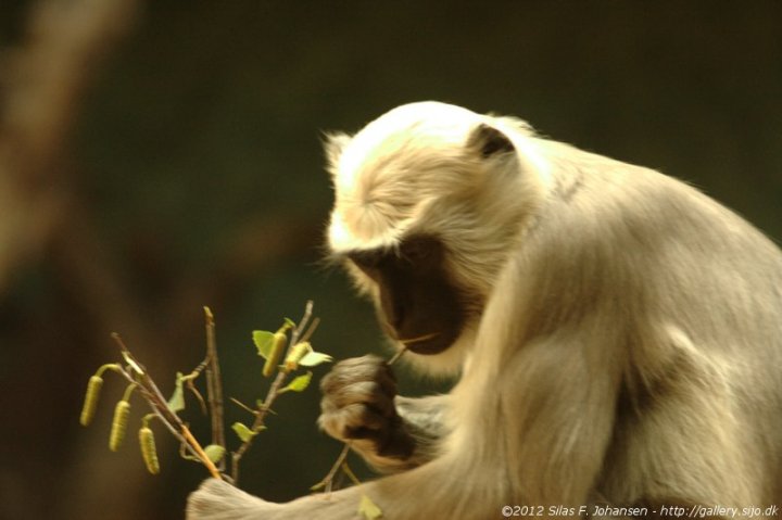 Monkey at Zoo Berlin