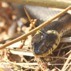 Grass snake