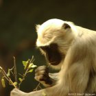 Monkey at Zoo Berlin