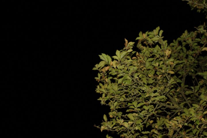 Leaves at night