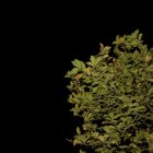 Leaves at night