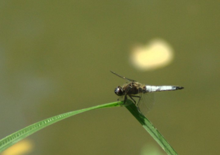 Dragonfly, Adda river valley, Italy