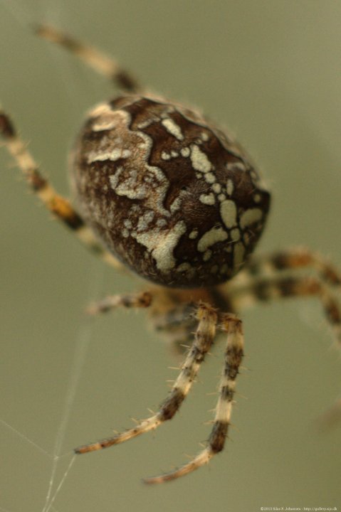 Spider