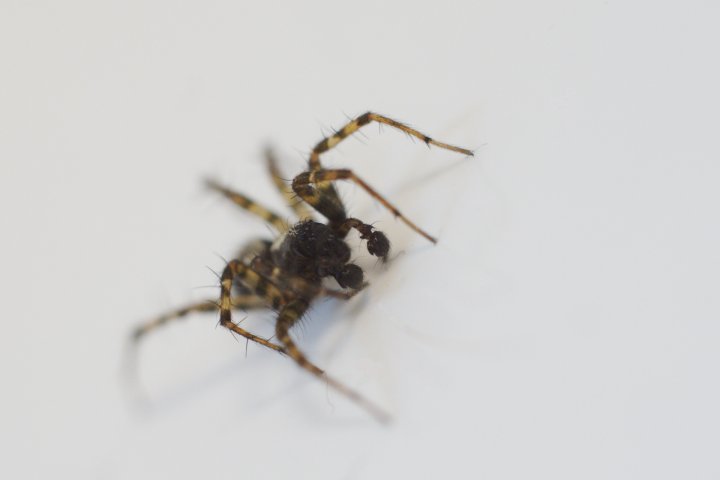 Wildlife in the bathroom sink