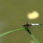 Dragonfly, Adda river valley, Italy